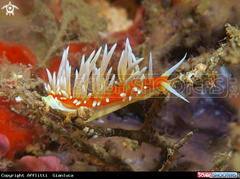 A nudibranch