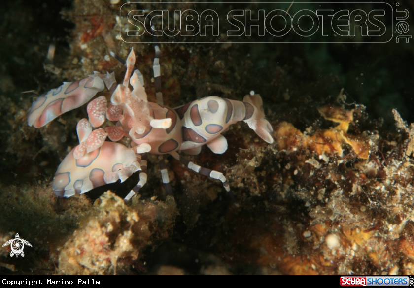 A Harlequin shrimp