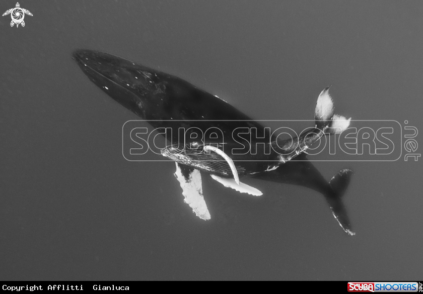 A whale