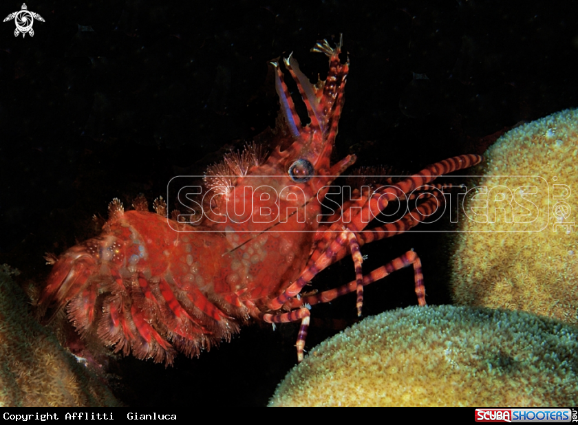 A shrimp