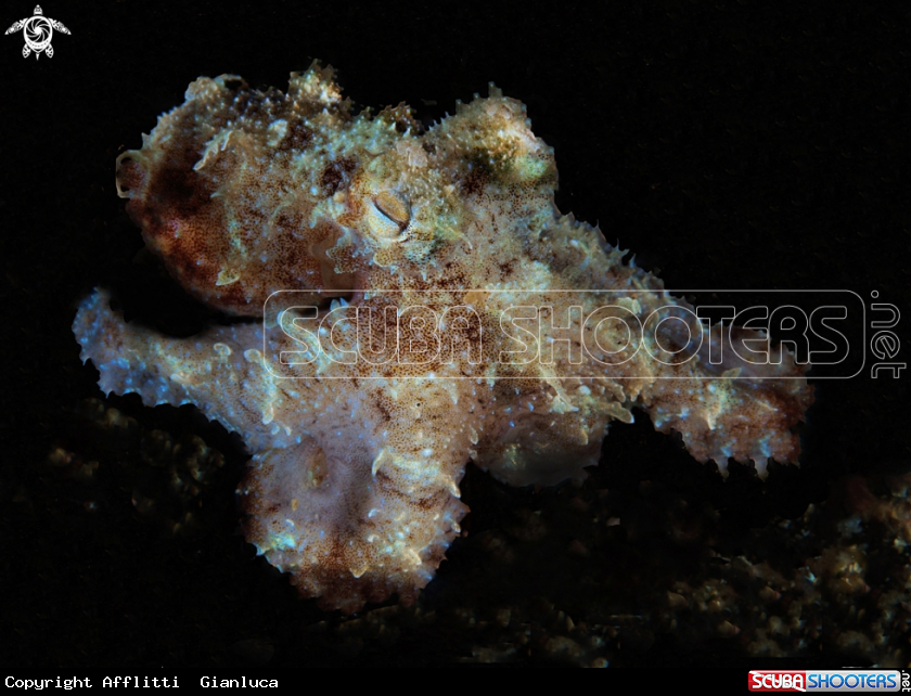 A hairy octopus