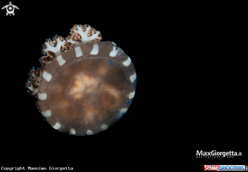 A jellyfish
