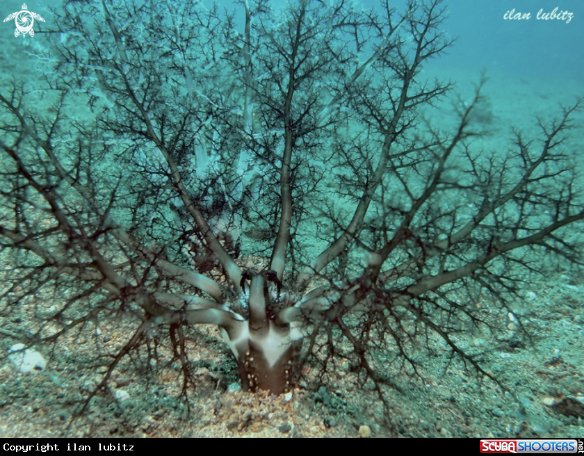 A sea cucumber