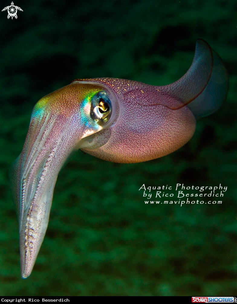A Common Mediterenean Squid