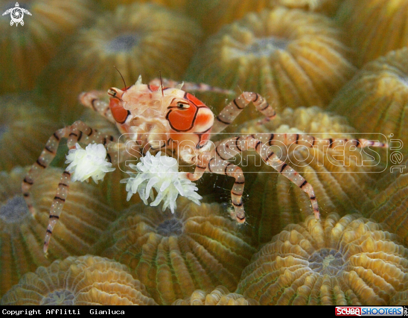 A boxer crab