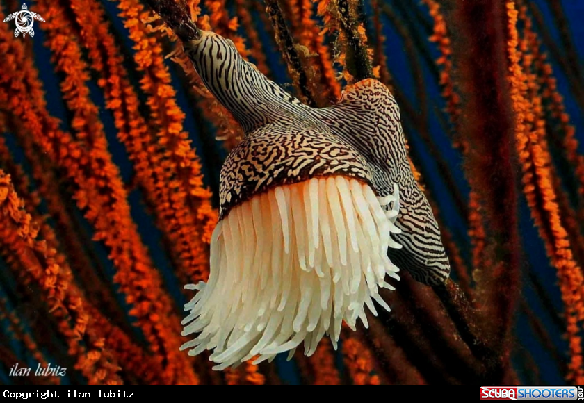 A Anemone