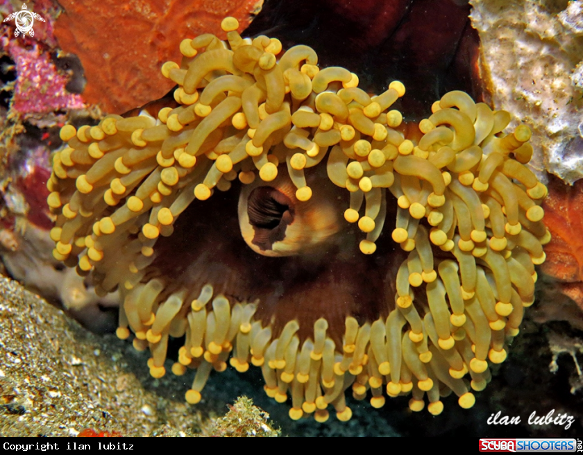 A fals anemone