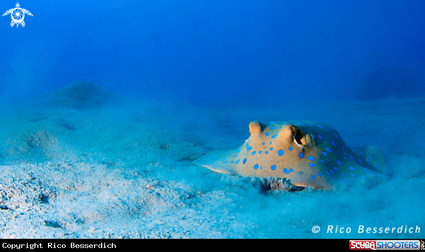 A Blue-spotted stingray