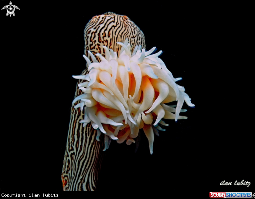 A Anemone