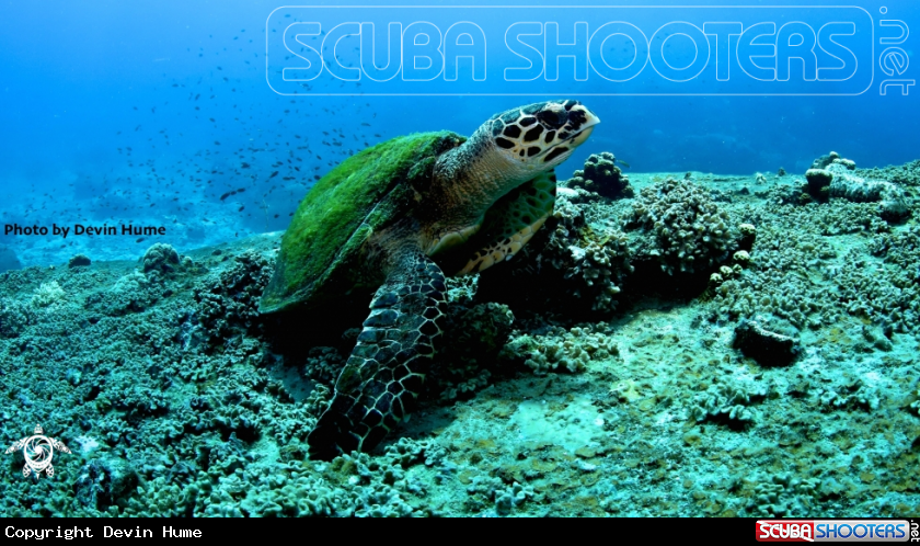 A Sea Turtle