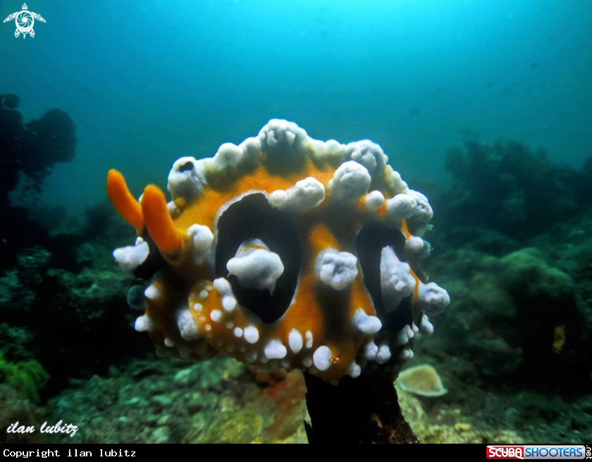 A nudibranch