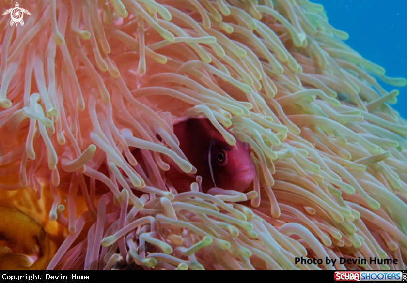 A Pink Anemone Fish 