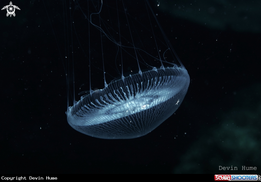 A Jelly Fish