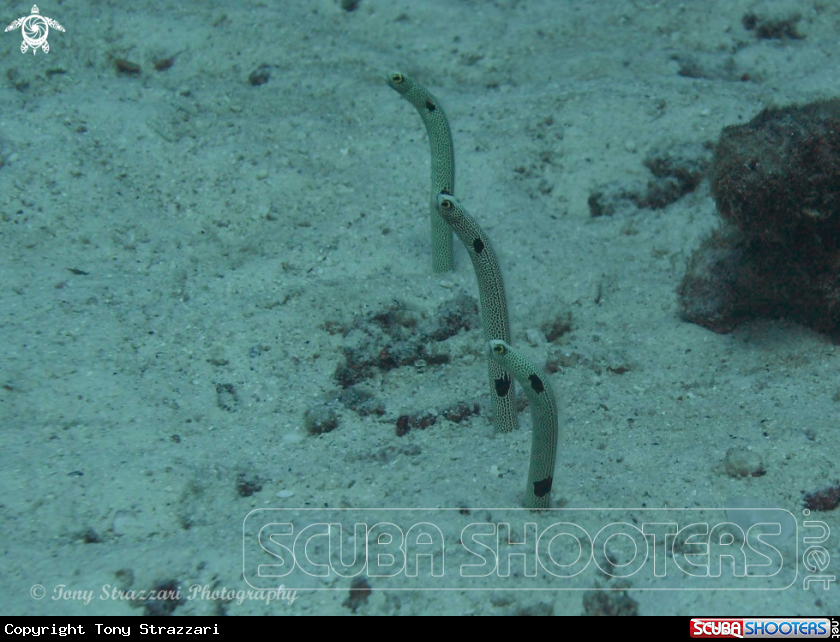 A Garden Eels