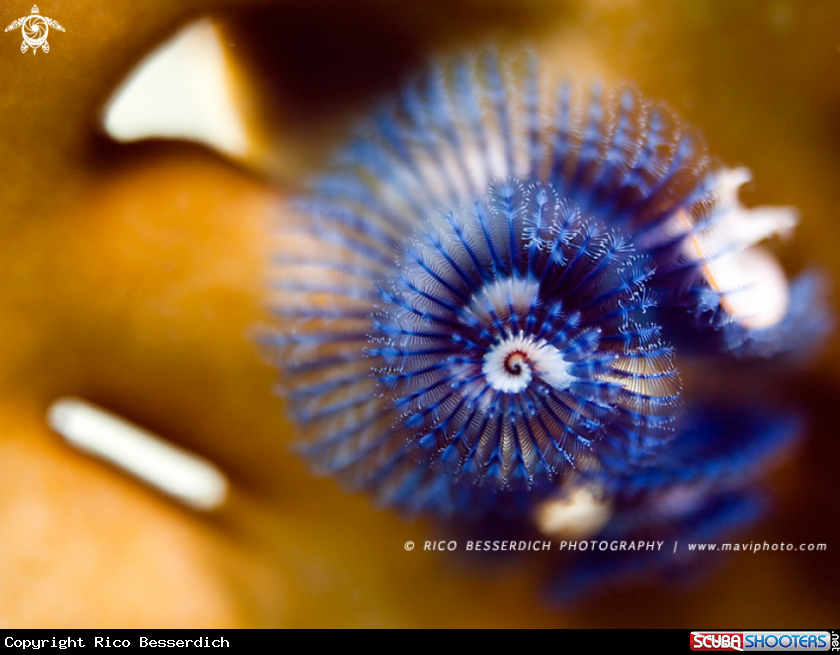 A Christmastree Worm