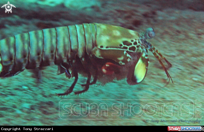 A Mantis Shrimp