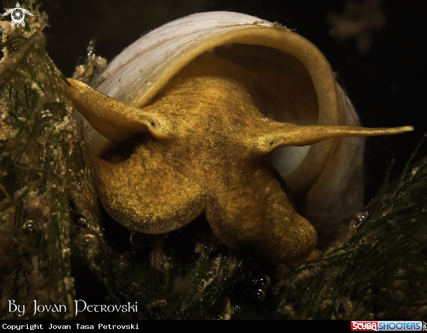 A Vodeni puž / Water snail.