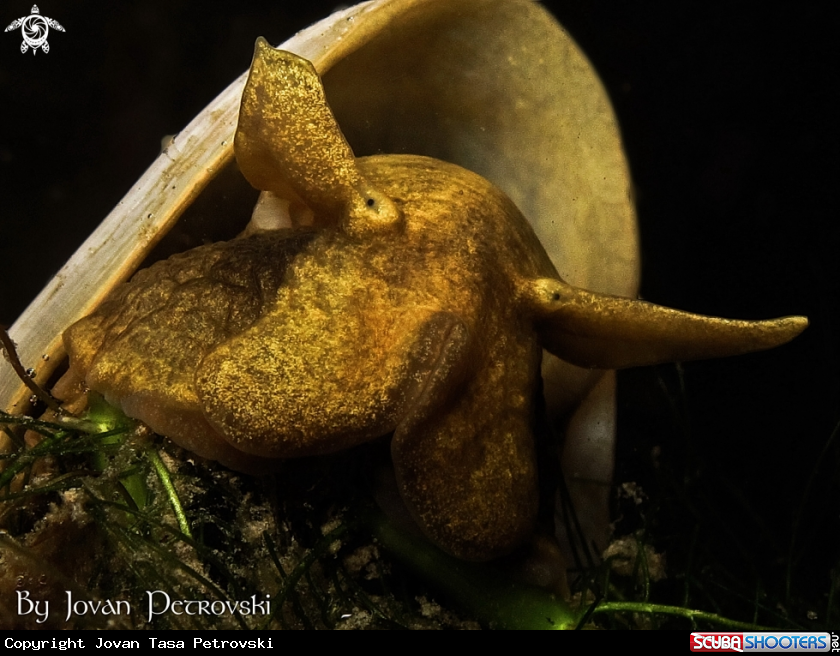 A Vodeni puž / Water snail.