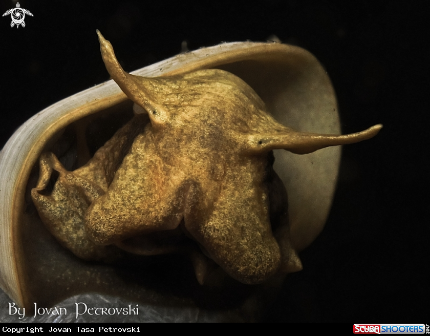 A Vodeni puž / Water snail.