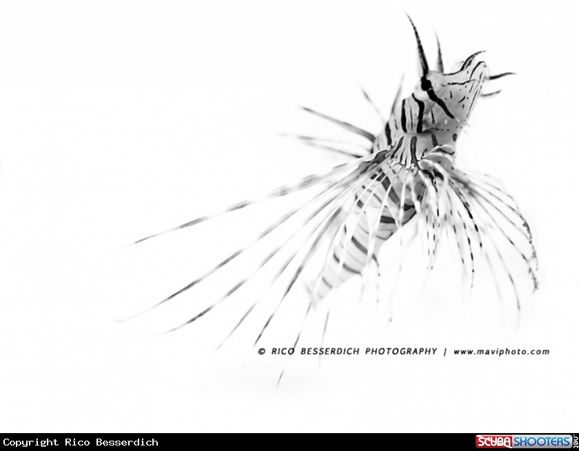 A Lionfish