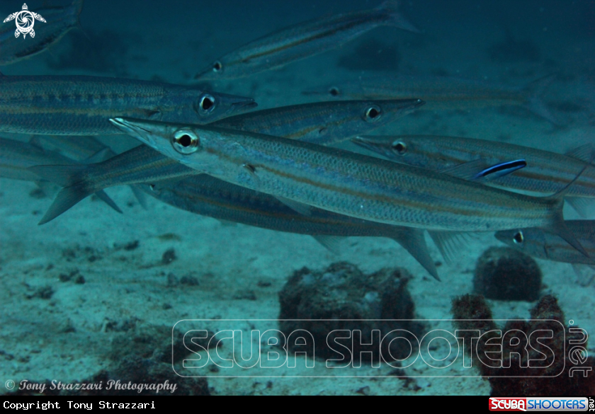 A Yellowstriped barracuda