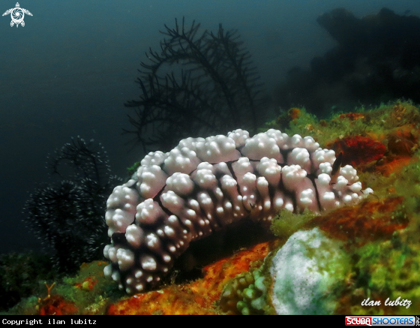 A nudibranch