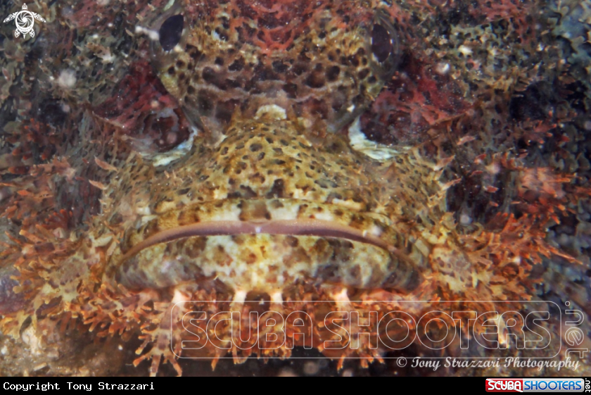 A Painted Scorpionfish