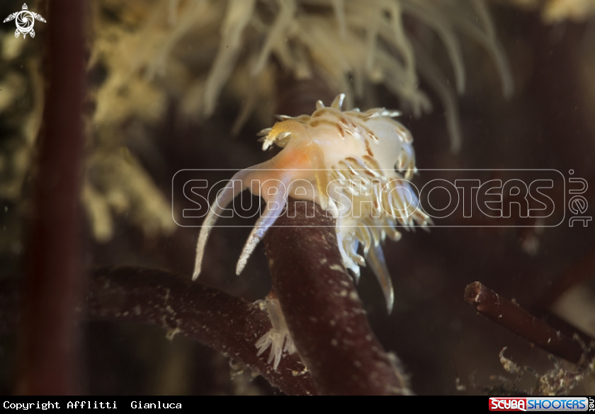 A nudibranch