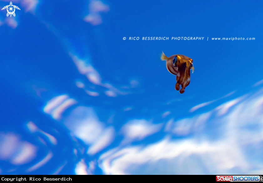 A Common Mediterenean Squid