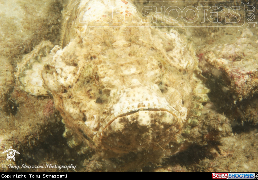 A Ghost scorpionfish