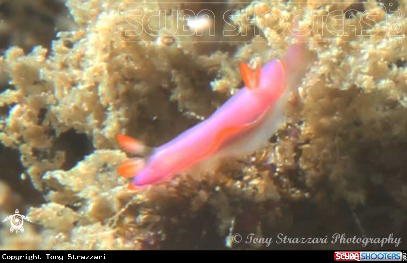 A Bullocks Hypselodoris