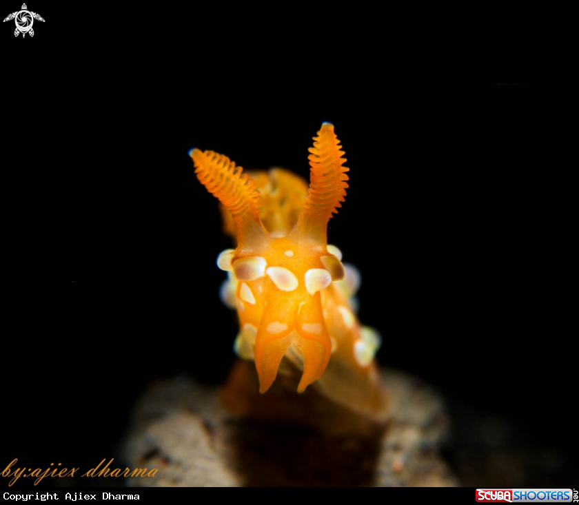 A tambja sp 