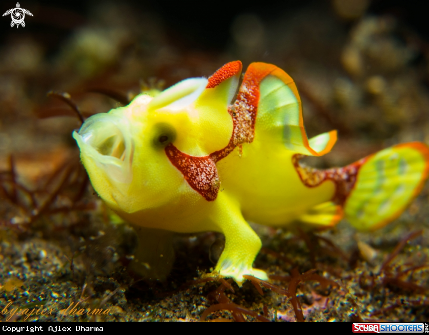 A clown frogy
