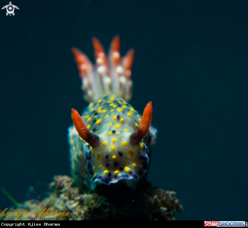A hypselodoris kanga 