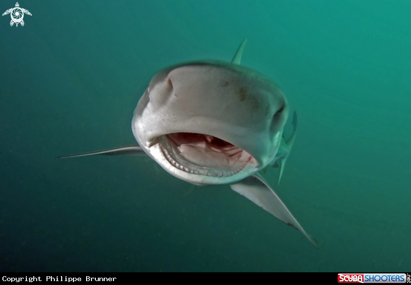 A Dusky shark