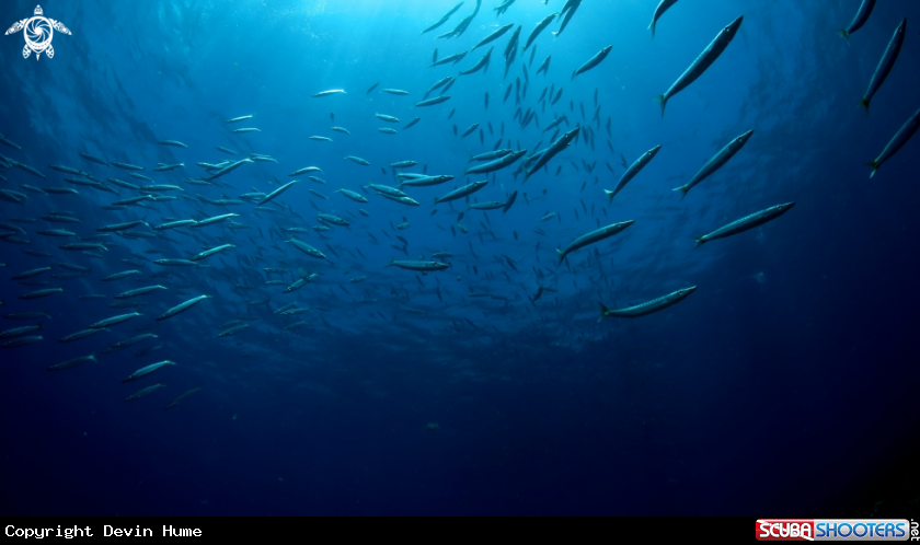 A School of Barracuda 