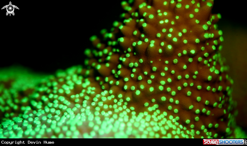 A Coral