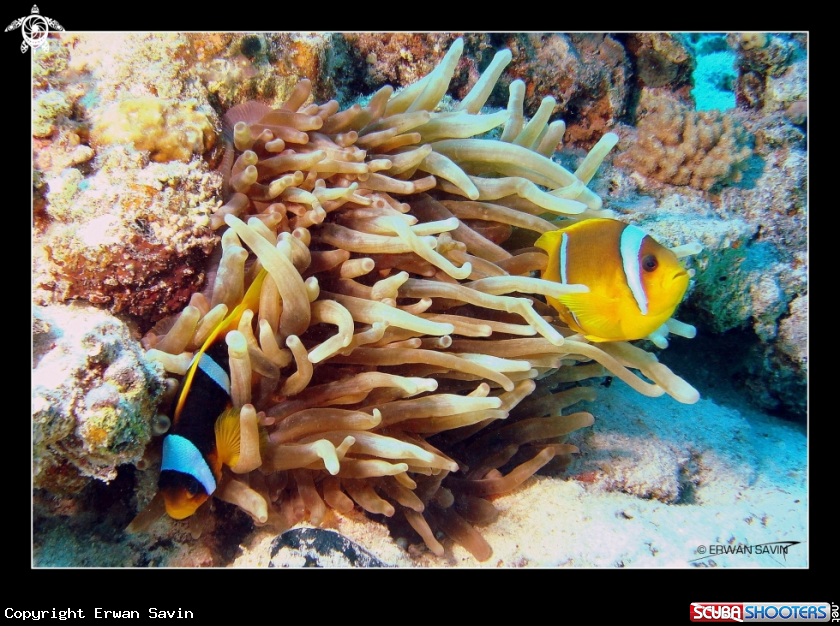 A Poissons Clowns