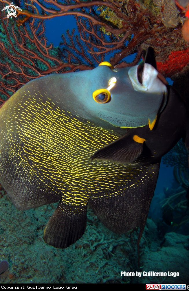 A French Angelfish