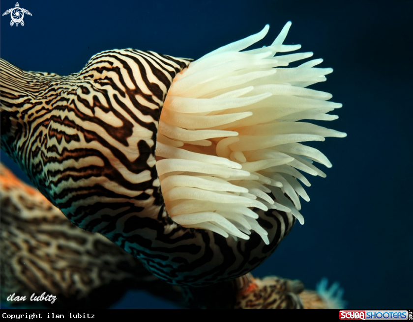 A nudibranch