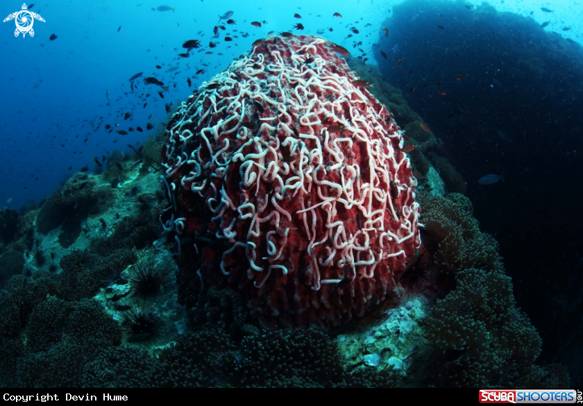 A Barrel Sponge