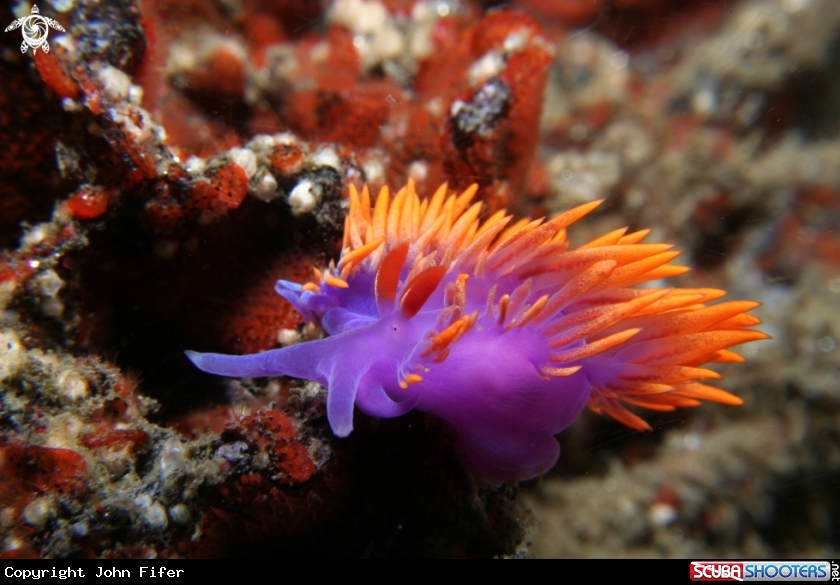 A Spanish Shawl