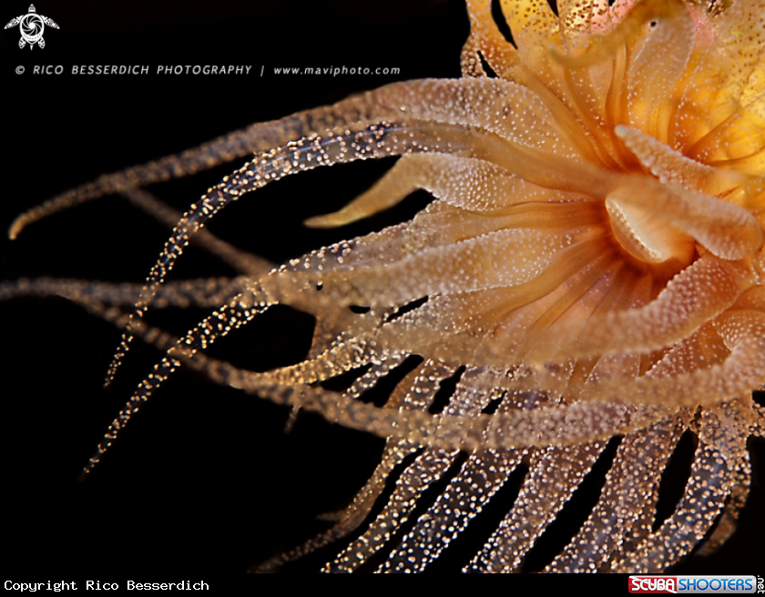 A underwater creature