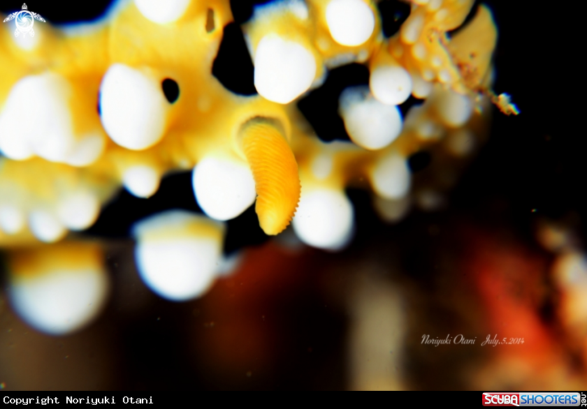 A nudi