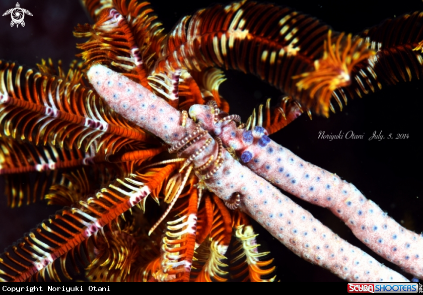 A Feather Star