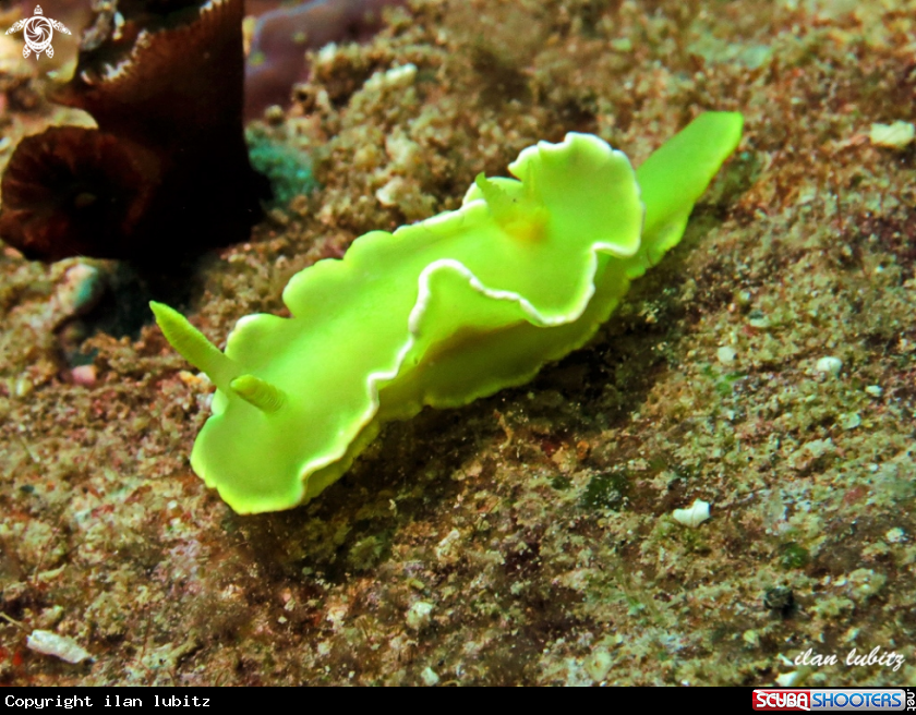 A nudibranch