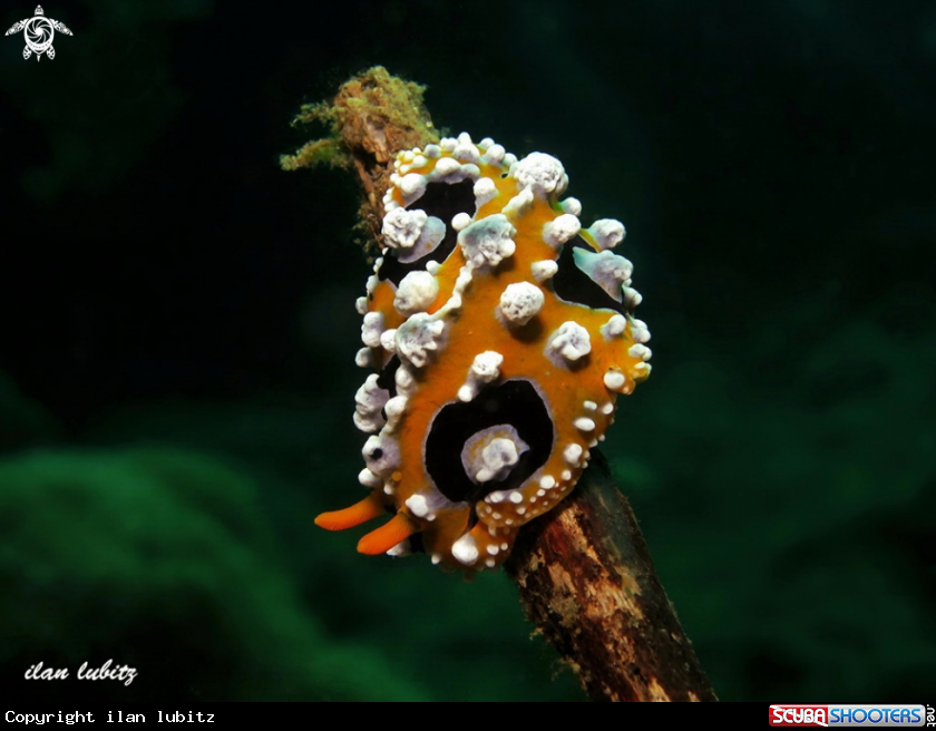 A nudibranch