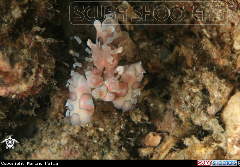 A Harlequin shrimp