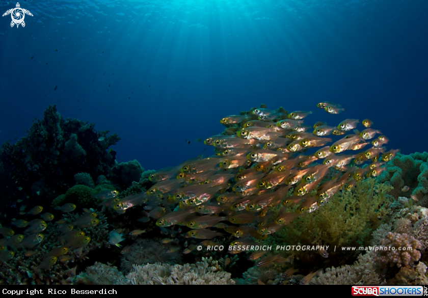 A Glassfishes