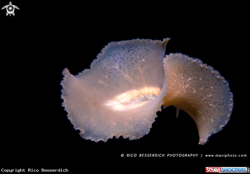 A Flatworm